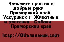 Возьмите щенков в добрые руки. - Приморский край, Уссурийск г. Животные и растения » Собаки   . Приморский край